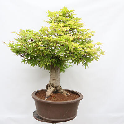 Venkovní bonsai - Javor dlanitolistý - Acer palmatum - POUZE PALETOVÁ PŘEPRAVA - 2