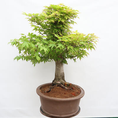 Venkovní bonsai - Javor dlanitolistý - Acer palmatum  - POUZE PALETOVÁ PŘEPRAVA - 2