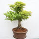 Venkovní bonsai - Javor dlanitolistý - Acer palmatum  - POUZE PALETOVÁ PŘEPRAVA - 2/5