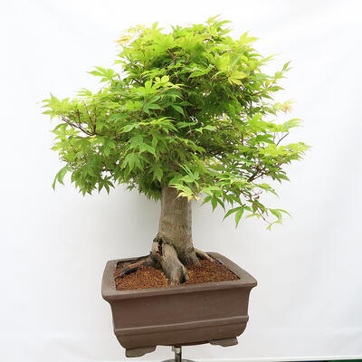 Venkovní bonsai - Javor dlanitolistý - Acer palmatum  - POUZE PALETOVÁ PŘEPRAVA - 2