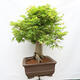 Venkovní bonsai - Javor dlanitolistý - Acer palmatum  - POUZE PALETOVÁ PŘEPRAVA - 2/5