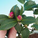 Pokojová bonsai-Camellia euphlebia-Kamélie - 2/2