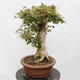 Venkovní bonsai - Javor Burgerův - Acer Burgerianum - POUZE PALETOVÁ PŘEPRAVA - 2/4
