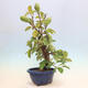 Venkovní  bonsai -  Pseudocydonia sinensis - Kdouloň čínská - 2/6