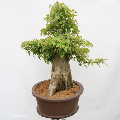 Venkovní bonsai - Javor Burgerův - Acer Burgerianum - POUZE PALETOVÁ PŘEPRAVA - 2