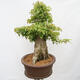 Venkovní bonsai - Javor Burgerův - Acer Burgerianum - POUZE PALETOVÁ PŘEPRAVA - 2/4