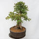 Venkovní bonsai - Javor Burgerův - Acer Burgerianum - POUZE PALETOVÁ PŘEPRAVA - 2/5