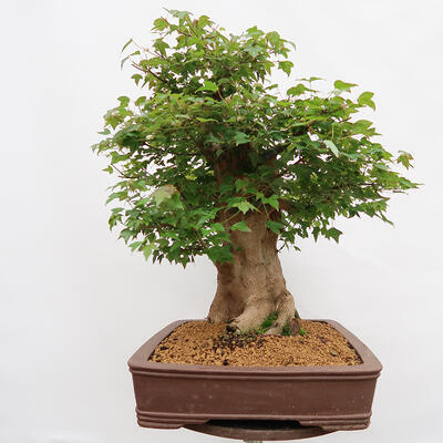 Venkovní bonsai - Javor Burgerův - Acer Burgerianum - POUZE PALETOVÁ PŘEPRAVA - 2