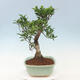 Pokojová bonsai - Ficus kimmen -  malolistý fíkus - 2/3