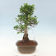 Pokojová bonsai - Ficus kimmen -  malolistý fíkus - 2/4