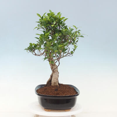 Pokojová bonsai - Ficus kimmen -  malolistý fíkus - 2