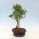 Pokojová bonsai - Ficus kimmen -  malolistý fíkus - 2/4