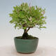 Venkovní bonsai - Ligustrum obtusifolium - Ptačí zob tupolistý - 2/5