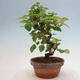 Venkovní  bonsai -  Pseudocydonia sinensis - Kdouloň čínská - 2/5