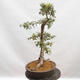 Venkovní bonsai - Hloh - Crataegus monogyna - 2/6