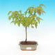 Venkovní bonsai - Acer ginala - Javor ohnivý - 2/2
