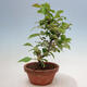 Venkovní  bonsai -  Pseudocydonia sinensis - Kdouloň čínská - 2/4