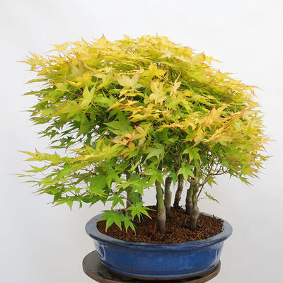 Venkovní bonsai - Acer palmatum Aureum - Javor dlanitolistý zlatý-lesík - 2