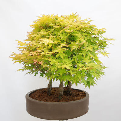 Venkovní bonsai - Acer palmatum Aureum - Javor dlanitolistý zlatý-lesík - 2