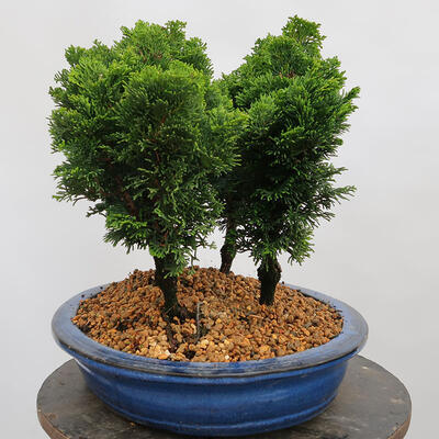 Venkovní bonsai - Cham.pis obtusa Nana Gracilis - Cypřišek-lesík - 2