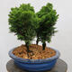 Venkovní bonsai - Cham.pis obtusa Nana Gracilis - Cypřišek-lesík - 2/4