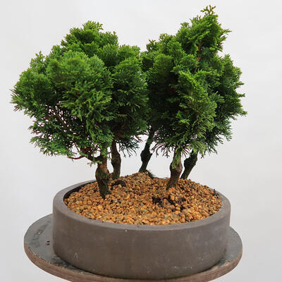 Venkovní bonsai - Cham.pis obtusa Nana Gracilis - Cypřišek-lesík - 2