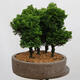 Venkovní bonsai - Cham.pis obtusa Nana Gracilis - Cypřišek-lesík - 2/4