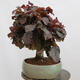 Venkovní bonsai - Corylus Avellana Red Majestic - Líska obecná - 2/4