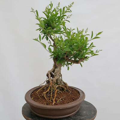 Venkovní bonsai - Ligustrum vulgare - Ptačí zob - 2