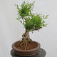 Venkovní bonsai - Ligustrum vulgare - Ptačí zob - 2/4