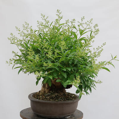 Venkovní bonsai - Ligustrum vulgare - Ptačí zob - 2