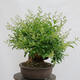 Venkovní bonsai - Ligustrum vulgare - Ptačí zob - 2/4