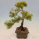Venkovní bonsai - Juniperus chinensis plumosa aurea - Jalovec čínský zlatý - 2/4