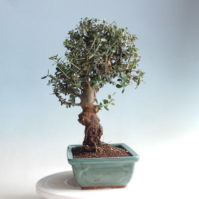 Izbová bonsai - Olea europaea sylvestris -Oliva evropská drobnolistá - 2