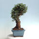 Pokojová bonsai - Olea europaea sylvestris -Oliva evropská drobnolistá - 2/6