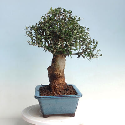 Pokojová bonsai - Olea europaea sylvestris -Oliva evropská drobnolistá - 2