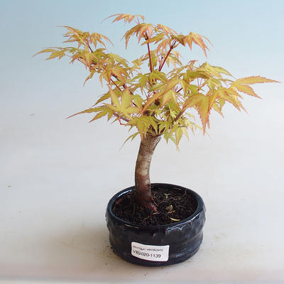 Venkovní bonsai - Javor dlanitolistý - Acer palmatum Orange - 2