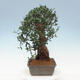 Pokojová bonsai - Olea europaea sylvestris -Oliva evropská drobnolistá - 2/6