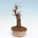 Venkovní bonsai - Javor Buergerianum - Javor Burgerův - 2/5