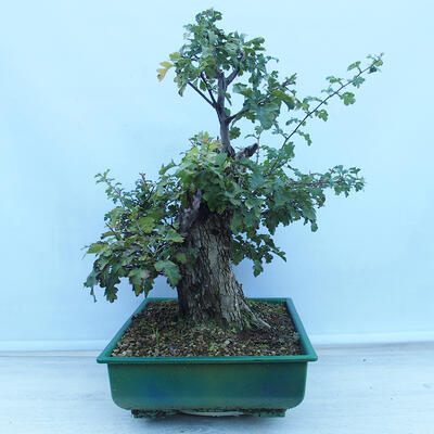 Venkovní bonsai - Hloh jednosemenný - Crataegus monogyna - 2