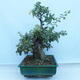 Venkovní bonsai - Hloh jednosemenný - Crataegus monogyna - 2/6