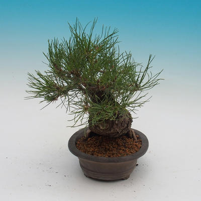 Pinus densi flora- Borovice - 2