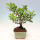 Venkovní bonsai - Malus sargentii -  Maloplodá jabloň - 2/6