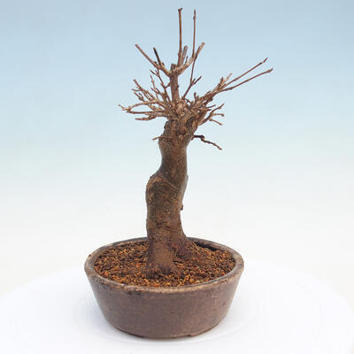 Venkovní bonsai - Javor Buergerianum - Javor Burgerův - 2