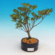 Venkovní bonsai - Rhododendron sp. - Azalka růžová - 2/3