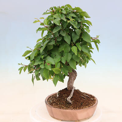 Venkovní bonsai -Carpinus Coreana - Habr korejský - 2