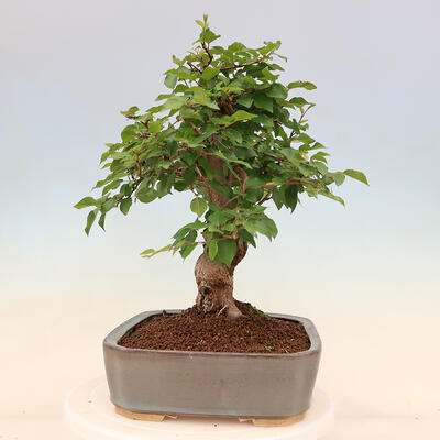 Venkovní bonsai -Carpinus Coreana - Habr korejský - 2