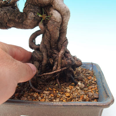 Venkovní bonsai-Pinus thunbergii - Borovice thunbergova - 2