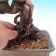 Venkovní bonsai-Pinus thunbergii - Borovice thunbergova - 2/3