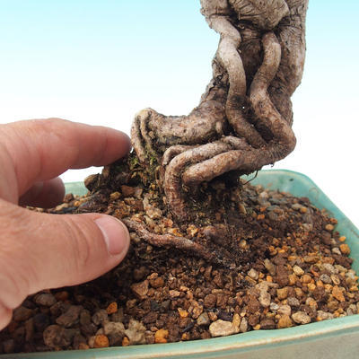 Venkovní bonsai-Pinus thunbergii - Borovice thunbergova - 2